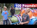 Cutting into Jack's 100 Pound Watermelon!