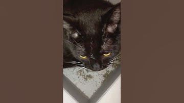 Becca the cat getting at the Catnip !!! 🐾#Becca #cat  #catnip #scratching #tuxedo cat