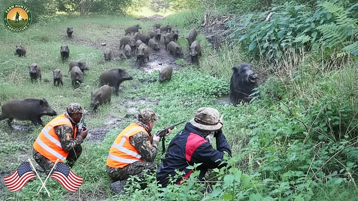 How Farmers and Hunters Deal with Millions of Wild Boars and Invasive Bears | wild boar hunting