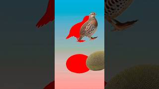 🐦😱 দম থাকলে কোয়েল পাখি আর কাঁঠাল একসাথে মিলিয়ে দেখান! #Shorts