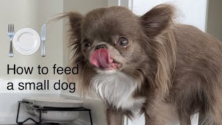 You will be surprised ‼how much food a 4 lbs chihuahua really needs@MilaChihuahua