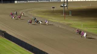 Menangle Mini Trot 4