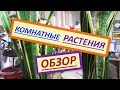 Мои комнатные цветы в декабре. Обзор комнатных растений