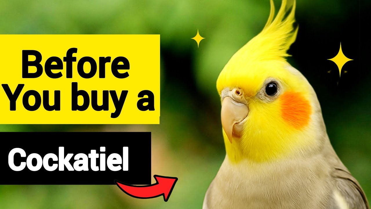 Не покупайте кореллу, пока не посмотрите это видео! (Полное руководство)