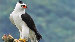Falconry: The Black and White Hawk-Eagle - YouTube