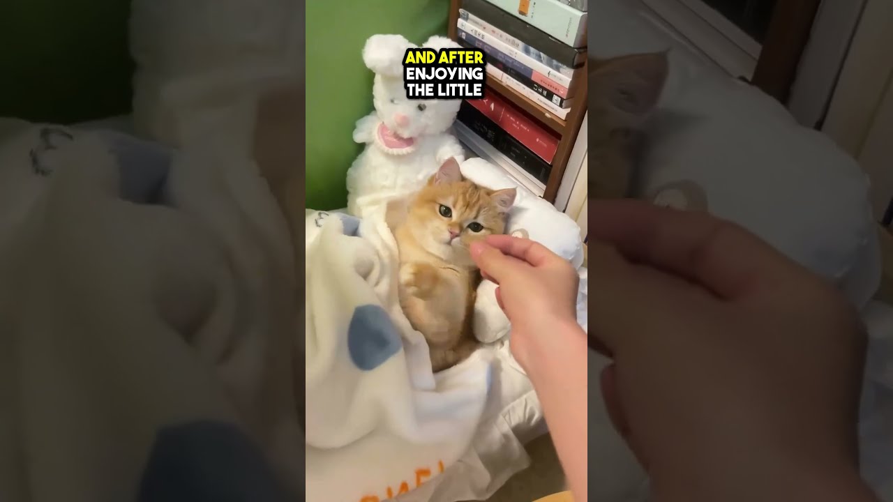 This Is The Most SPOILED Cat You Ll Ever See 