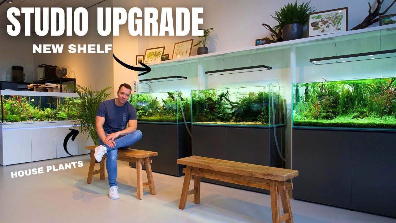 UPGRADING MY AQUARIUM STUDIO WITH NEW SHELVES AND HOUSE PLANTS!