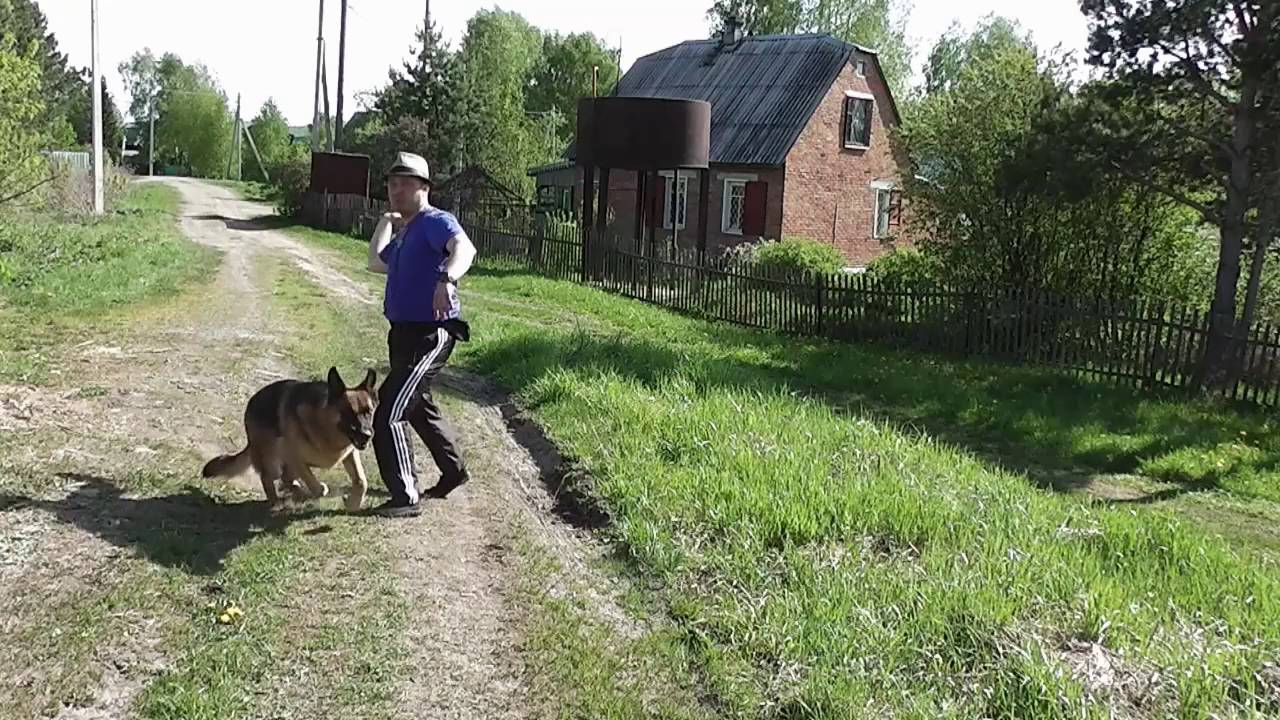 Как умотать собаку без нагрузки для себя. Или где Акбар? - YouTube