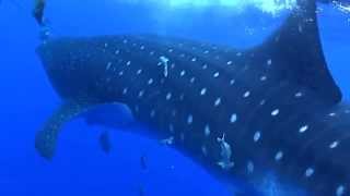 Beware The Whale-Train Parody