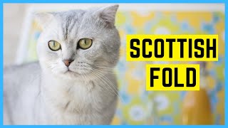 SCOTTISH FOLD KATZE  Rasseportrait der schottischen Faltohrkatze