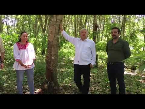 López Obrador anuncia que sembrará un millón de hectáreas de árboles frutales