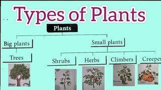 Types of Plants/Plants around us/Plants type and names for kid/plants science for primary class1,2,3