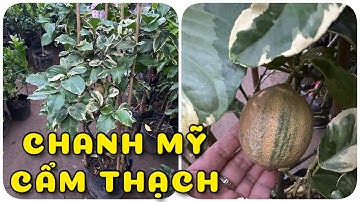 Cây Chanh Mỹ cẩm thạch đang trái | 0386569374 - Ngọc Ngân Bến Tre | Chuyên cây độc lạ