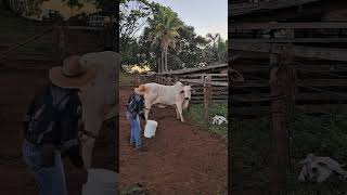 amansando vaca nelore #gado #pecuária #fazenda #agro #lidadegado