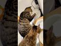 【初めての自動給水器に猫たちの反応は･･･】#shorts