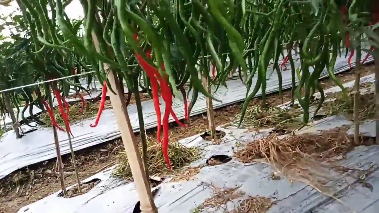 Budidaya cabai perintis anti virus keriting dan virus gemini