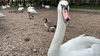 New wild mute swan  loves to hissssss         ( Hisser)