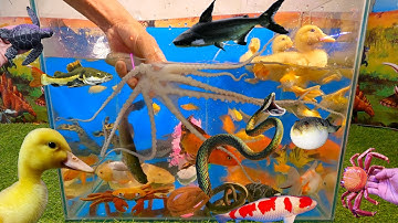 Tổng hợp các video cá cảnh đẹp, động vật dễ thương, bạch tuộc cute, vịt con, cá mập đen, cá vàng