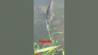 rumput  bisa bwt umpan ikan mujair#shorts