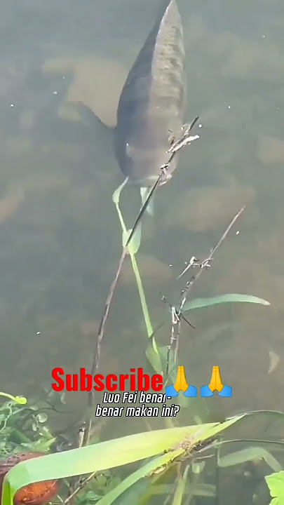 rumput bisa bwt umpan ikan mujair#shorts