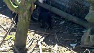 Original Dogs.......cachorros