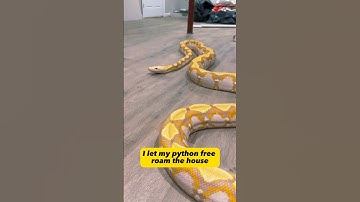 Would you let GIANT PYTHON roam your house? #snakes #reptiles