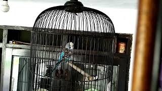 masteran parkit gacor isian kenari Lovebird trucuk prenjak an