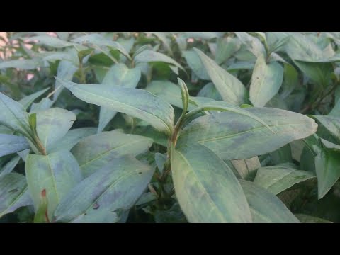 Video Cách trồng rau răm cho mau lên , và cách cắt cho lá... - youtube