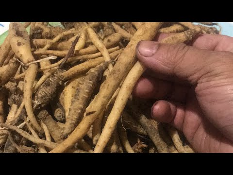 Video Cây thuốc quý như nhân sâm chữa yếu sinh lý,xuất tinh... - youtube