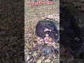 Чудова осінь #осінь2025 #природа #всьогопотрошкууселі