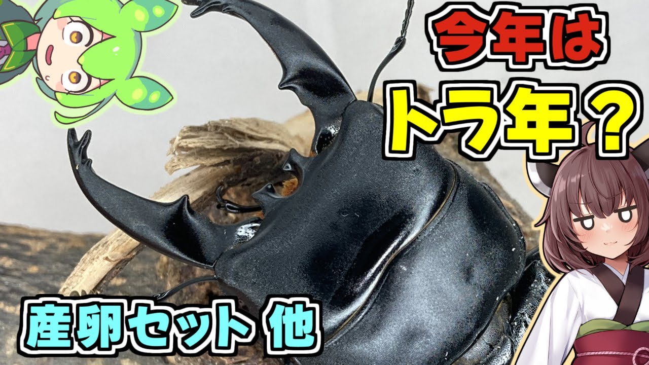 トラキクスヒラタクワガタ 産卵セット ほか