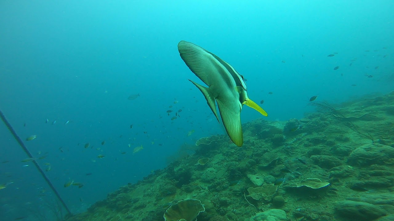 Wreck Diving in Coron, Philippines