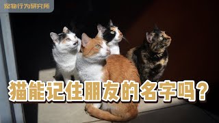 在多猫家庭里，猫咪会知道同伴的名字吗？ by 萌控生活 cute-live 140 views 1 year ago 3 minutes, 28 seconds