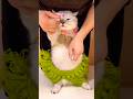 KAWAII NEKO CHAN😍🥰 DO GIVE A LIKE ❤️& Subscribe #new#music #trending#cat#catshorts#catlife#catlovers