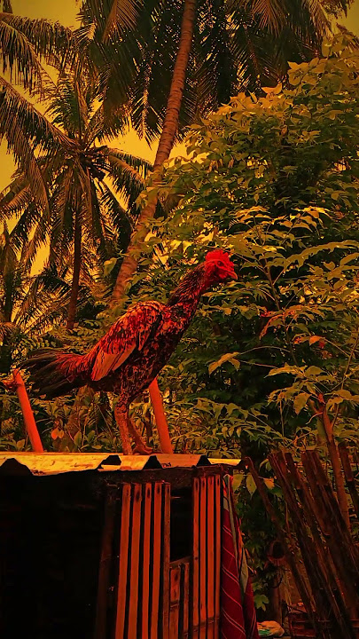 pesona ayam pama #shortvideo #ayam #funny #fun #lucu #gokil #ngakak