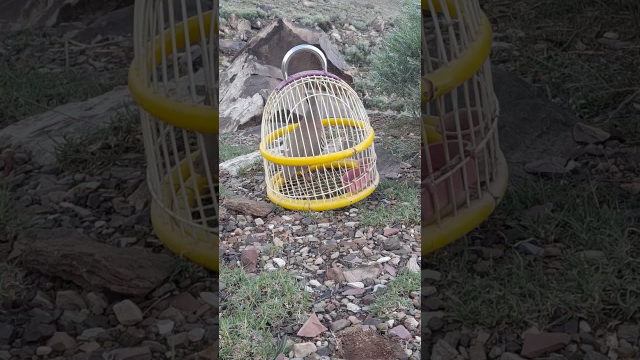 maadi chakor ki awaz///مادی چکور کی آواز