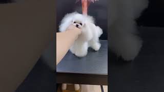 Omg So Cute Baby Dogs - Cute And Funny Dog Videos