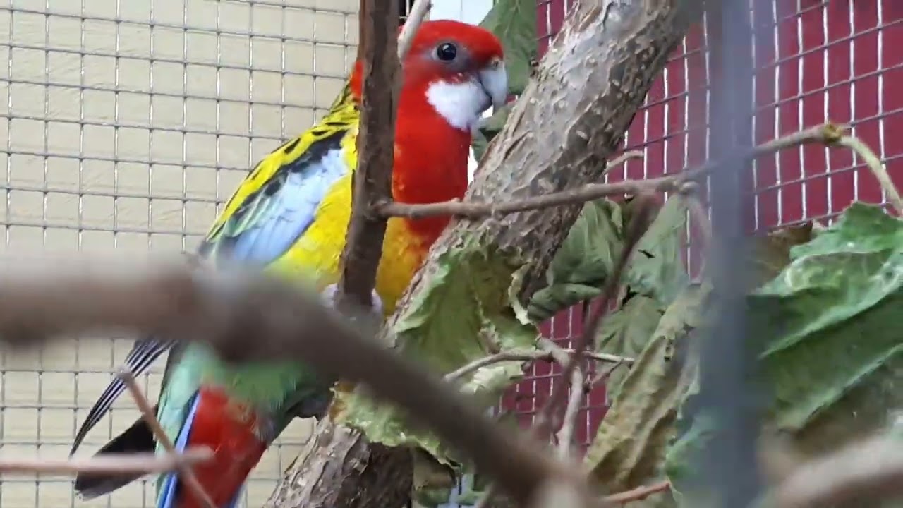 Vogel tentoonstelling in Nieuwegein
