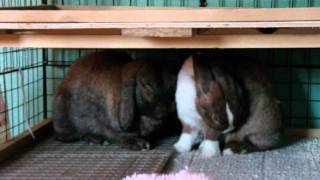 Whats New With 101Rabbts