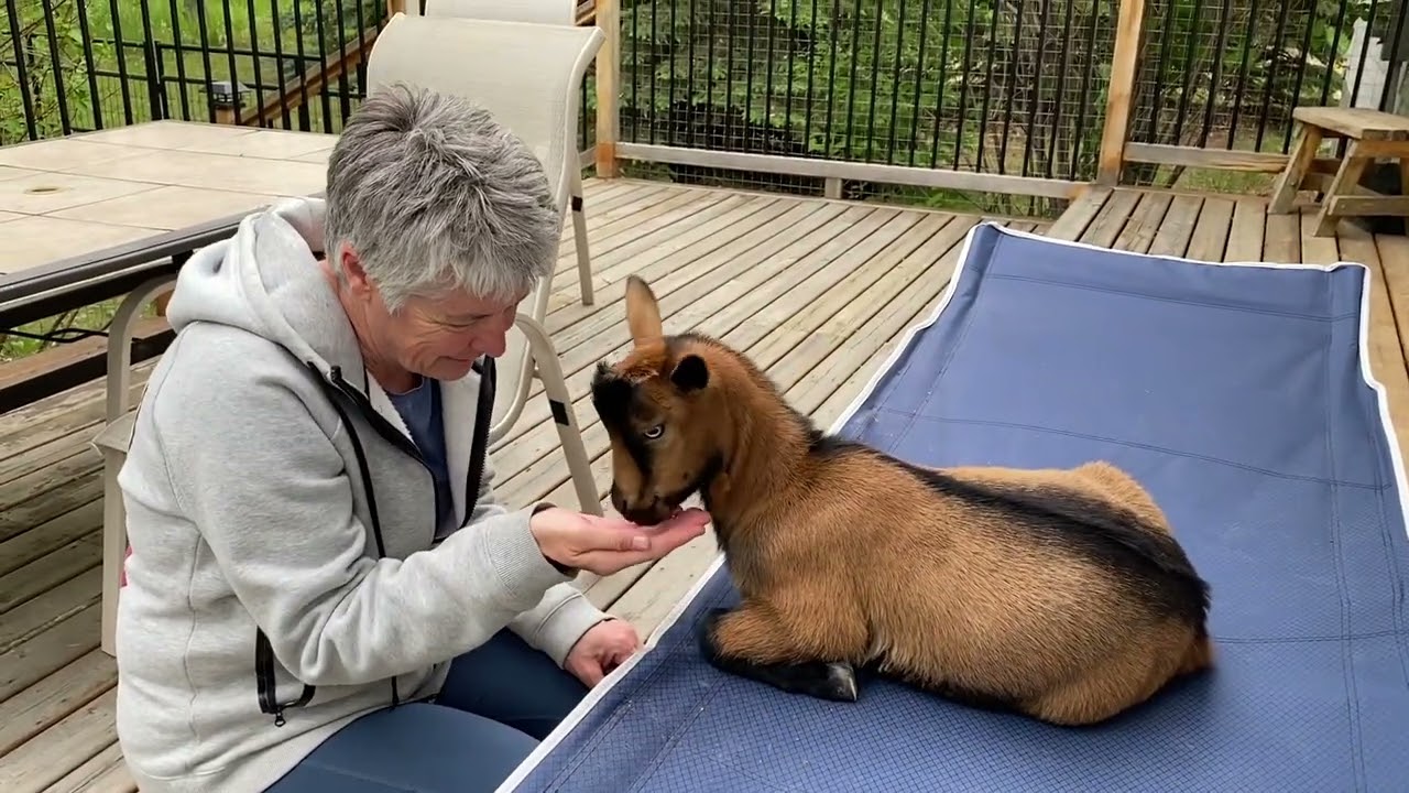 Our 3 1/2 month old pet goat learns another trick