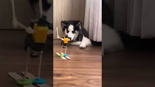 #perro #tutorial #robotics #roboticseducation #educationtechnology #hazlotumismo #lego #viralshort