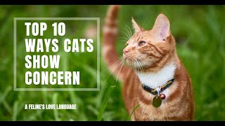 The Ultimate Guide: Top Ten Ways Cats Show Concern❤