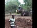 A wounded wild elephant | 負傷した野生のゾウ | Elephant | Animals | Wildlife | Wild animals #shorts