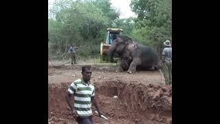 A Wounded Wild Elephant | 負傷した野生のゾウ | Elephant | Animals | Wildlife | Wild Animals #Shorts