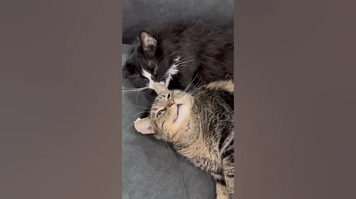 Penny only wants cuddles from her sissy!