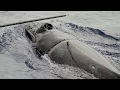 Humpback Whale Disentanglement Rescue in Hawaii