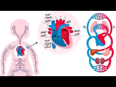 هل ثقب القلب عند الأطفال خطير وكيف يمكن علاجه