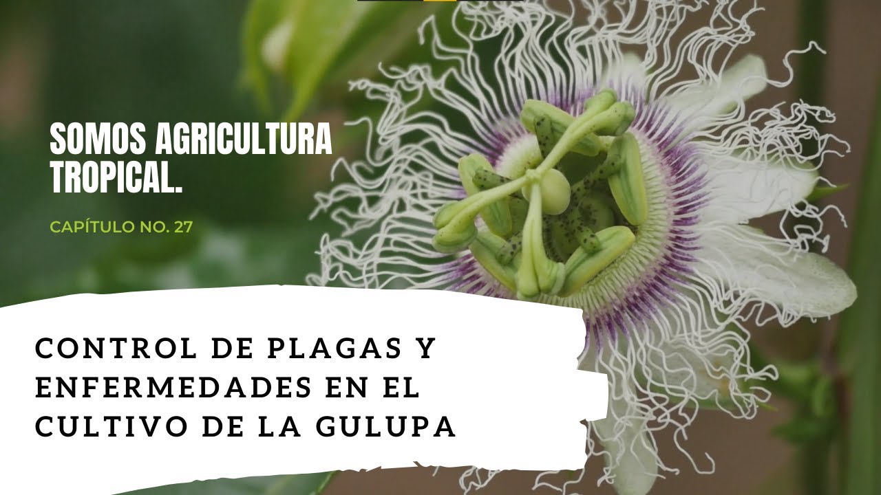 Control de plagas y enfermedades en el cultivo de la gulupa - Somos Agricultura Tropical.