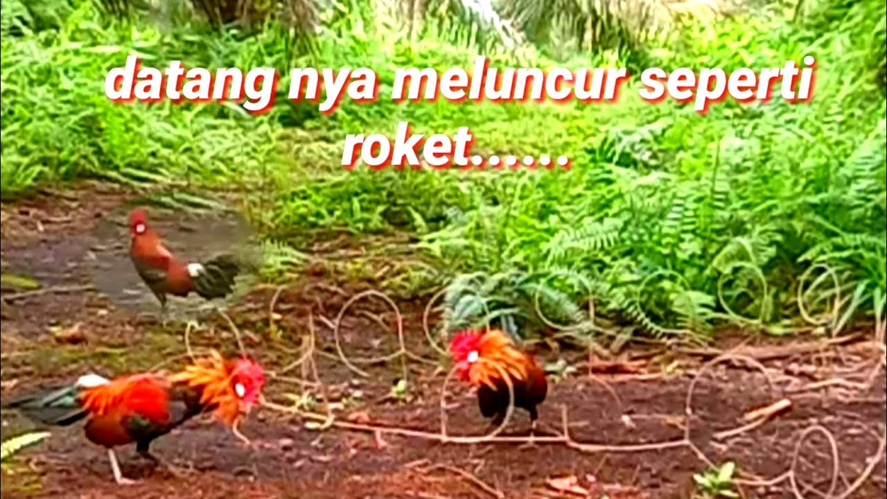 Ayam hutan datang meluncur || MIKAT AYAM HUTAN