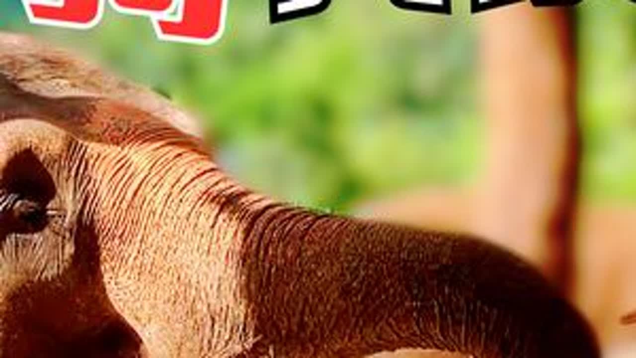 第二次来清迈请走进郊野，这裡能量治癒了无数人！一日游清迈 